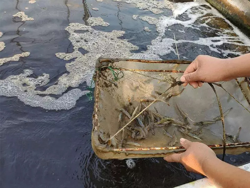 手持水質(zhì)檢測(cè)儀對(duì)水產(chǎn)養(yǎng)殖有什么幫助