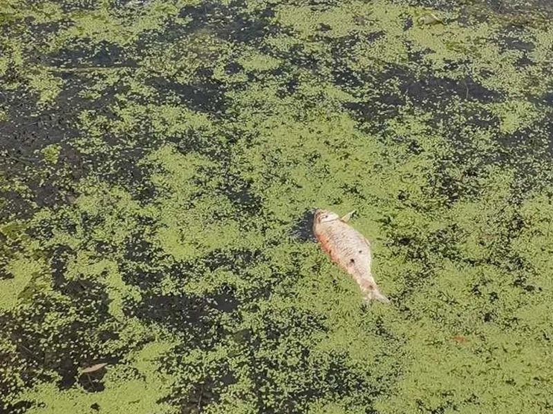 水質(zhì)急性毒性測(cè)定儀可以檢測(cè)水中的重金屬嗎