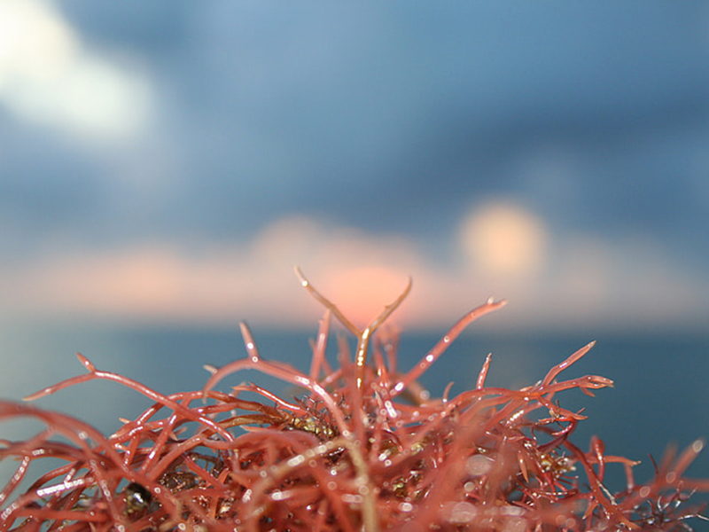 在線總氮監(jiān)測(cè)儀的應(yīng)用范圍