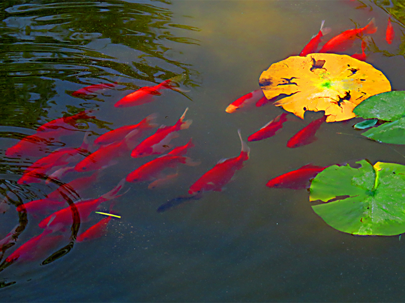 水質(zhì) 水質(zhì)