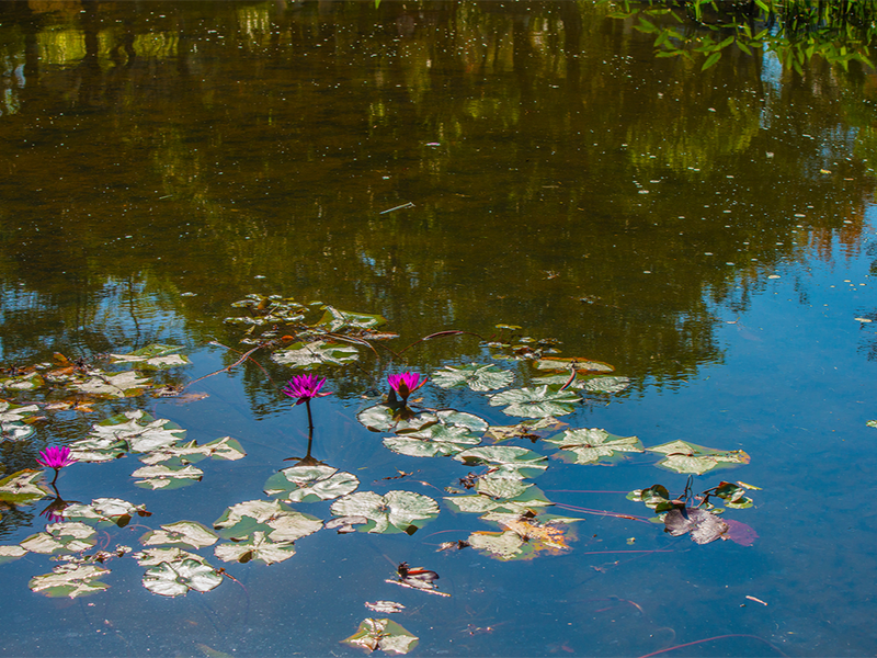 池塘水氨氮多少算超標(biāo) 池塘水氨氮多少算超標(biāo)