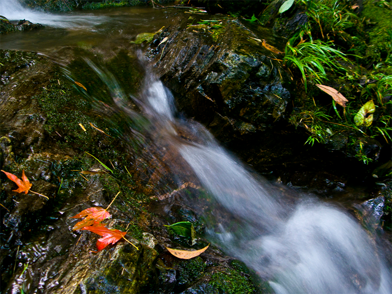 水質生物毒性監(jiān)測儀檢測方法