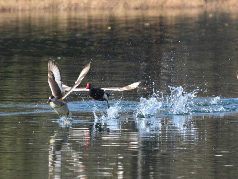 紅外測油儀操作步驟詳解