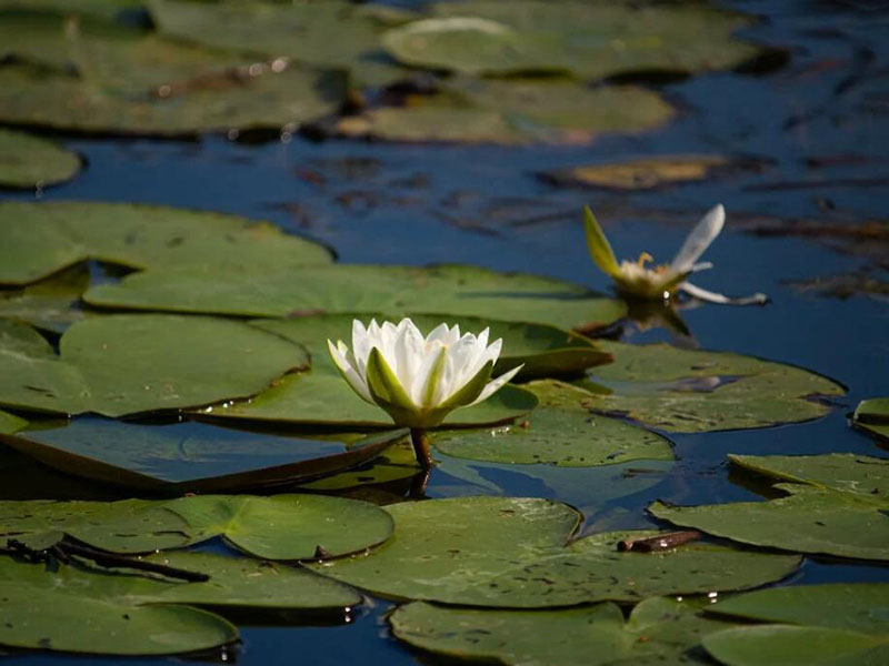 水質(zhì)氨氮的監(jiān)測現(xiàn)狀