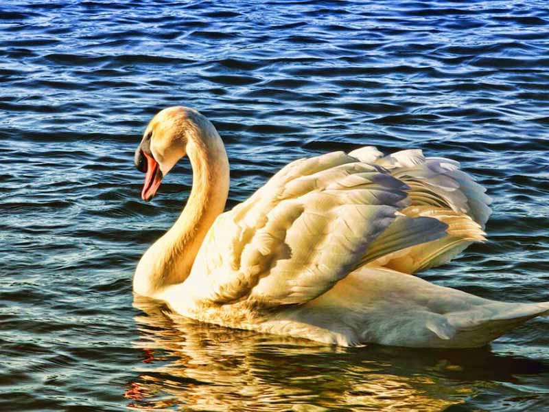 溶解氧的測定方法 溶解氧的測定方法