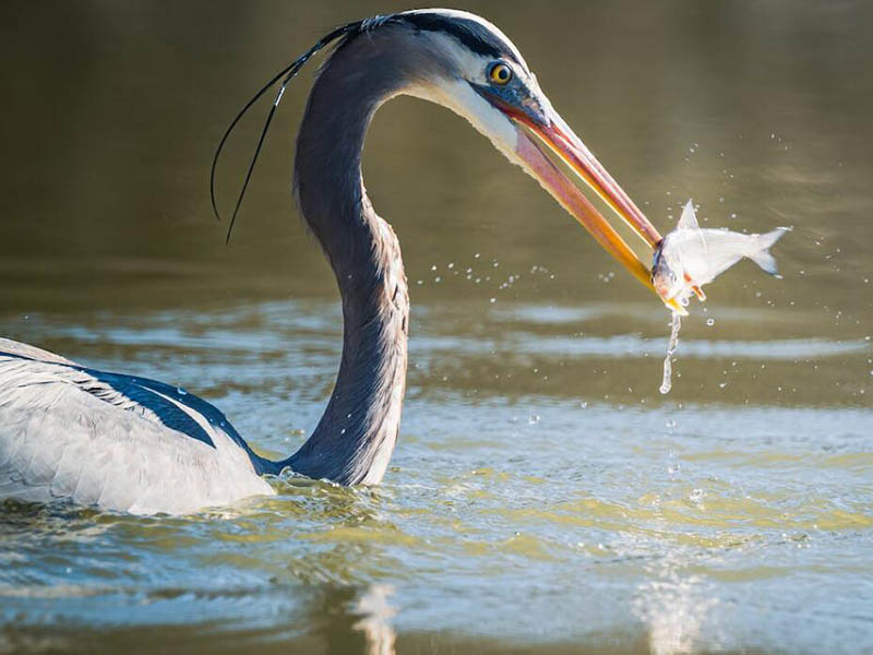 水產(chǎn)養(yǎng)殖水質(zhì)檢測儀多少錢