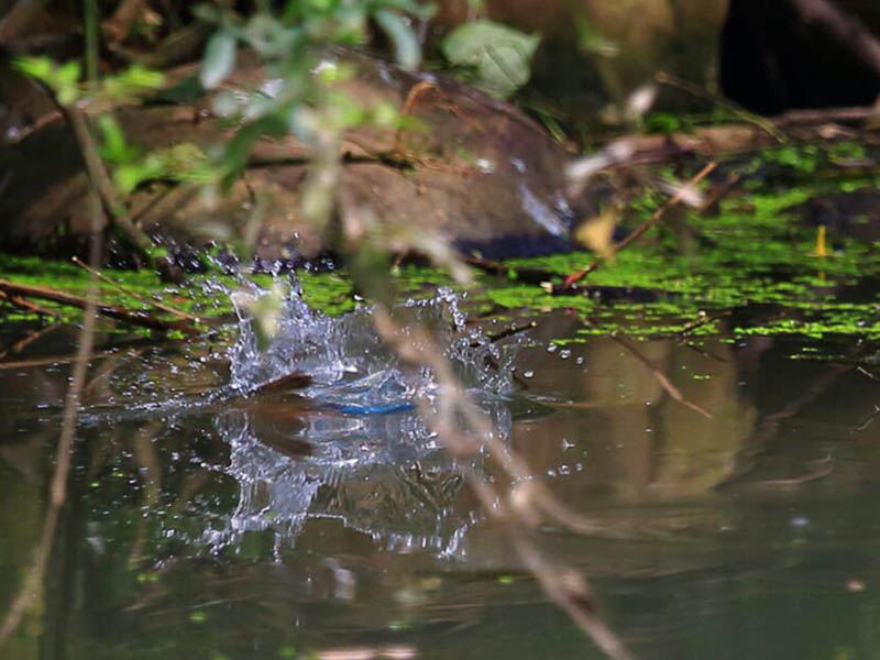 水質(zhì)溶解氧檢測(cè)方法