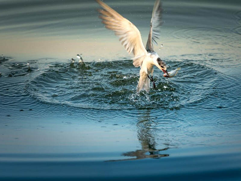 在線鉀離子分析儀使用方法