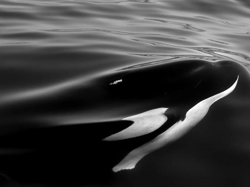 廢水氨氮檢測注意事項