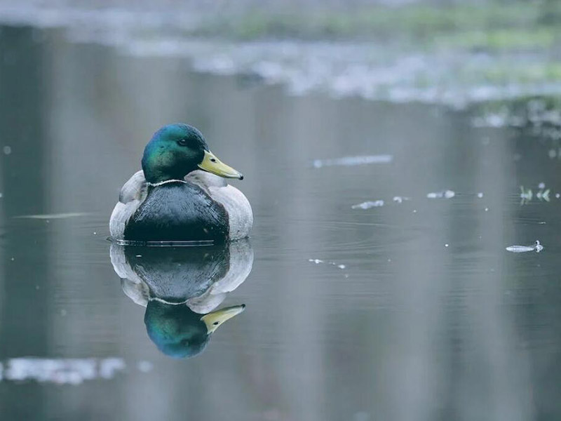 水體中的硫化氫是如何產(chǎn)生的