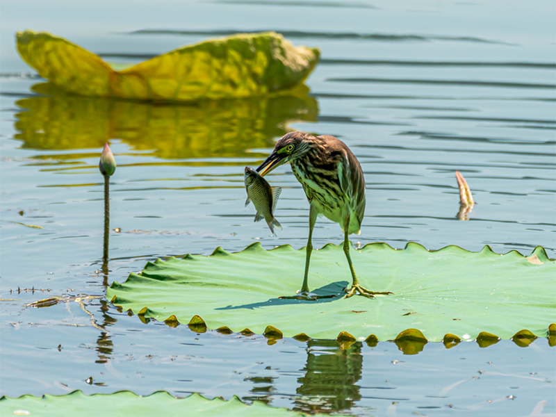 池塘氨氮污染的來源