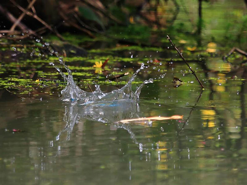 水體氨氮超標(biāo)該怎么辦