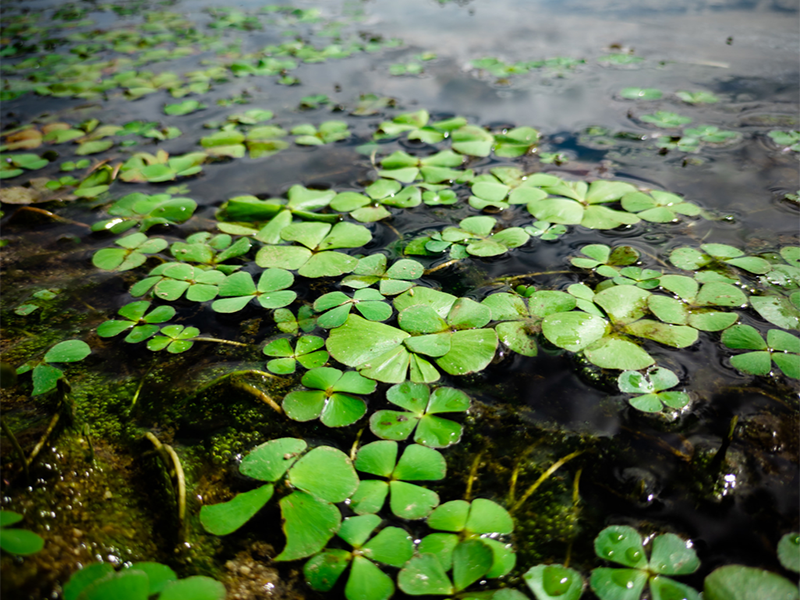 葉綠素a檢測(cè)儀如何校準(zhǔn)