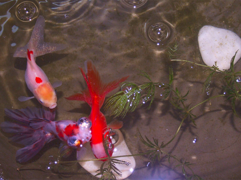 水產(chǎn)養(yǎng)殖水質(zhì)檢測儀使用步驟