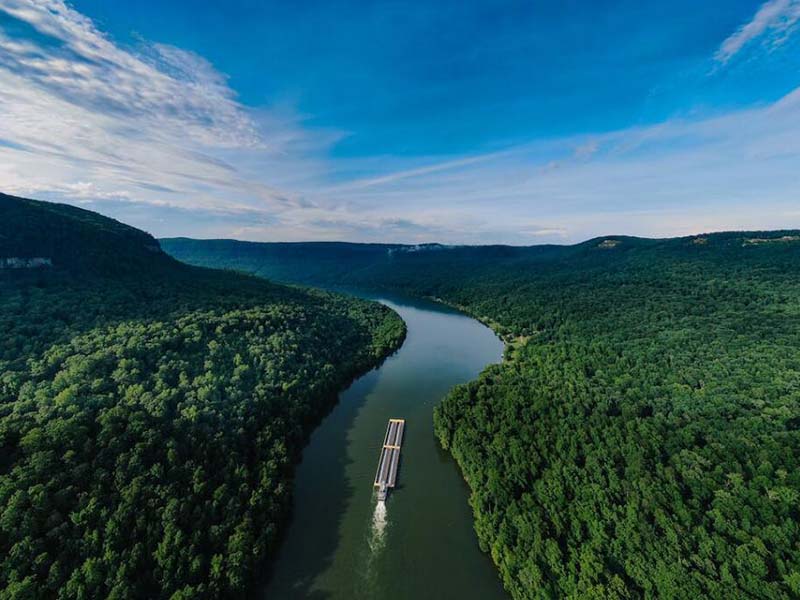 活體葉綠素的定義