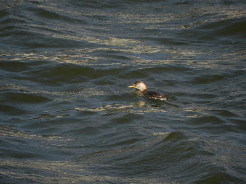 雙氧水檢測方法介紹
