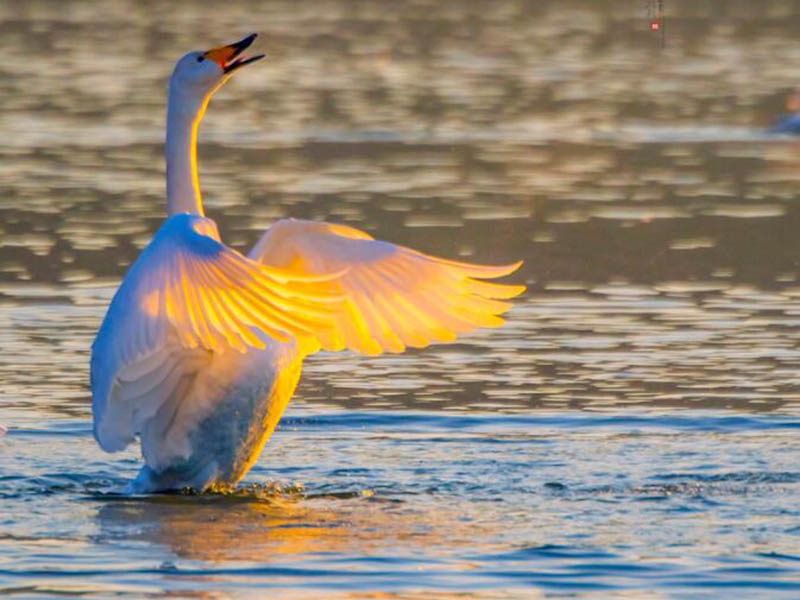 水質(zhì)在線監(jiān)測儀為魚塘水質(zhì)保駕護(hù)航
