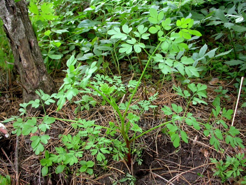 中草藥在水產(chǎn)養(yǎng)殖中有什么作用