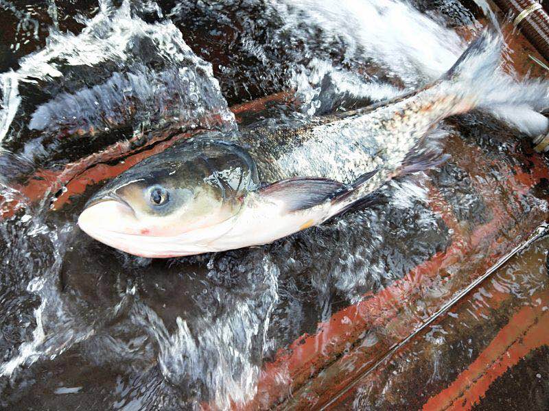 水產(chǎn)養(yǎng)殖一定要注意的“三大害” 水產(chǎn)養(yǎng)殖一定要注意的“三大害”